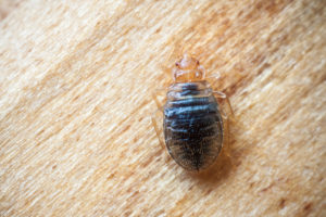 How to Avoid Bed Bugs